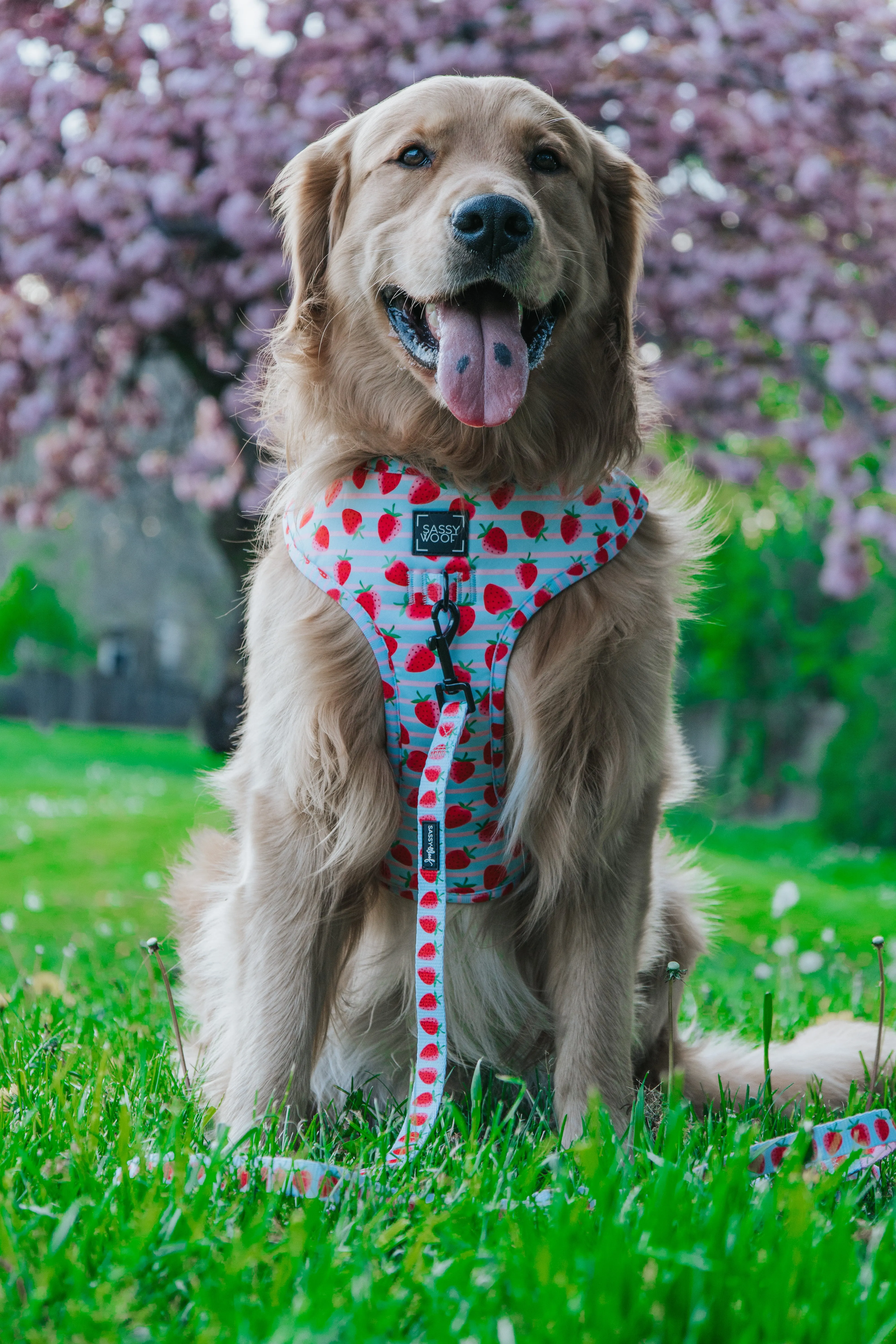 Dog Leash  - I Woof You Berry Much