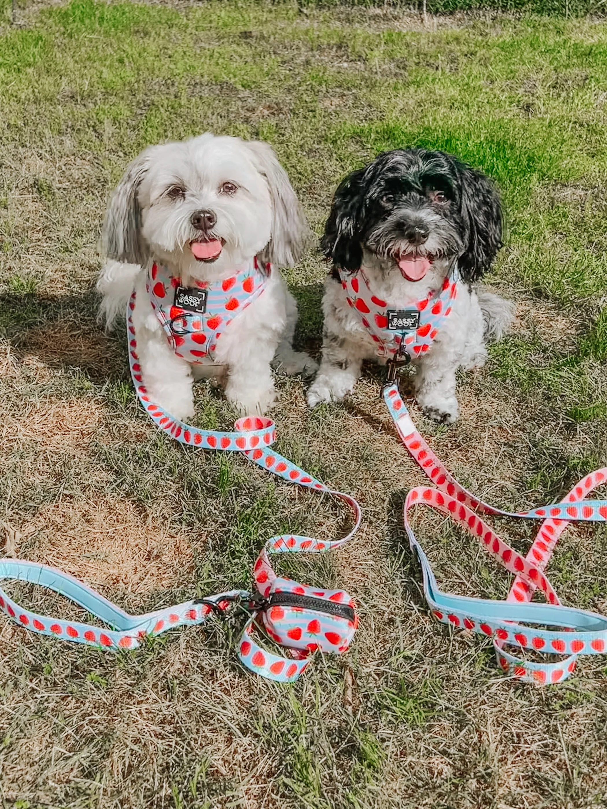 Dog Leash  - I Woof You Berry Much