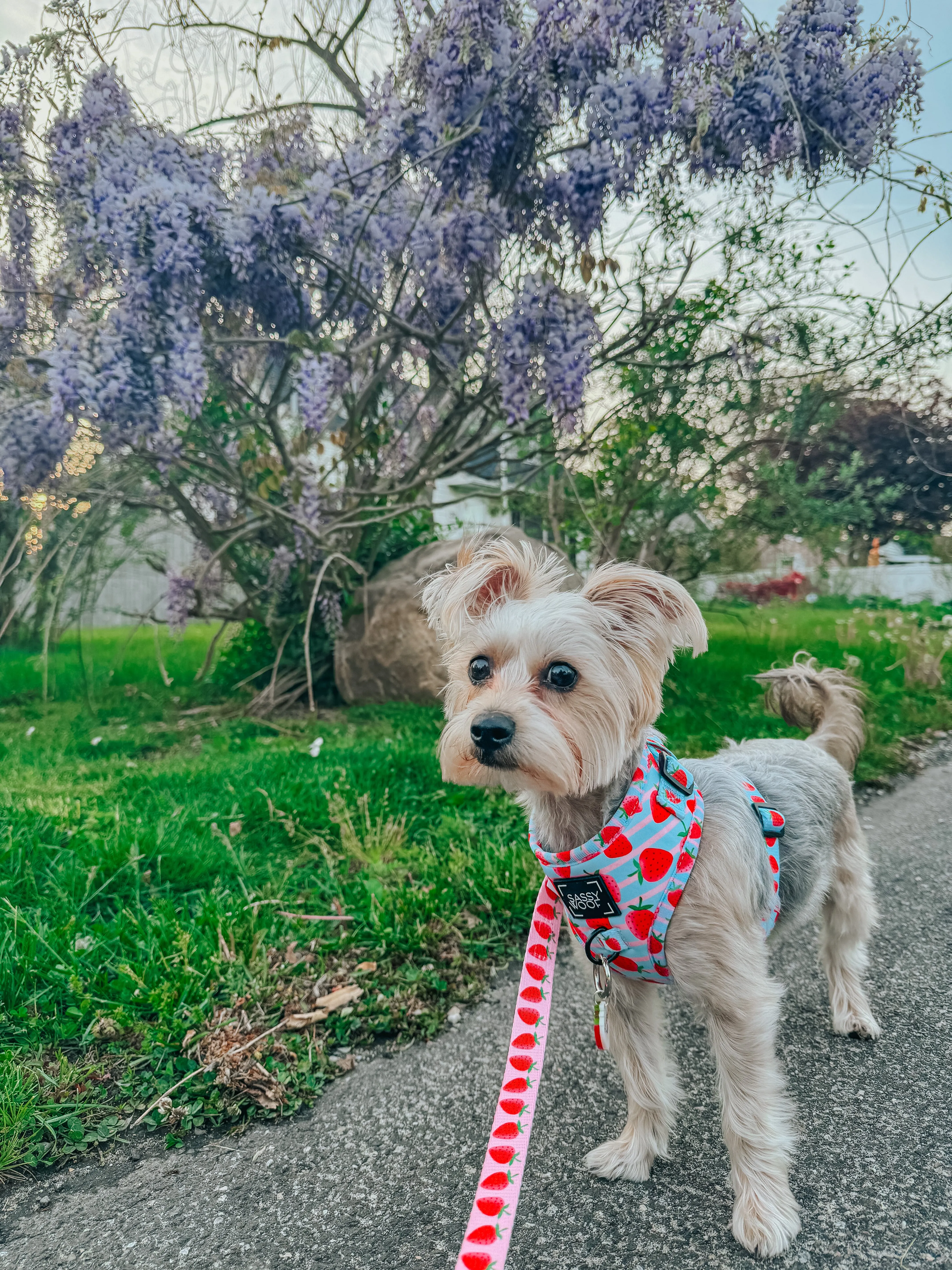 Dog Leash  - I Woof You Berry Much