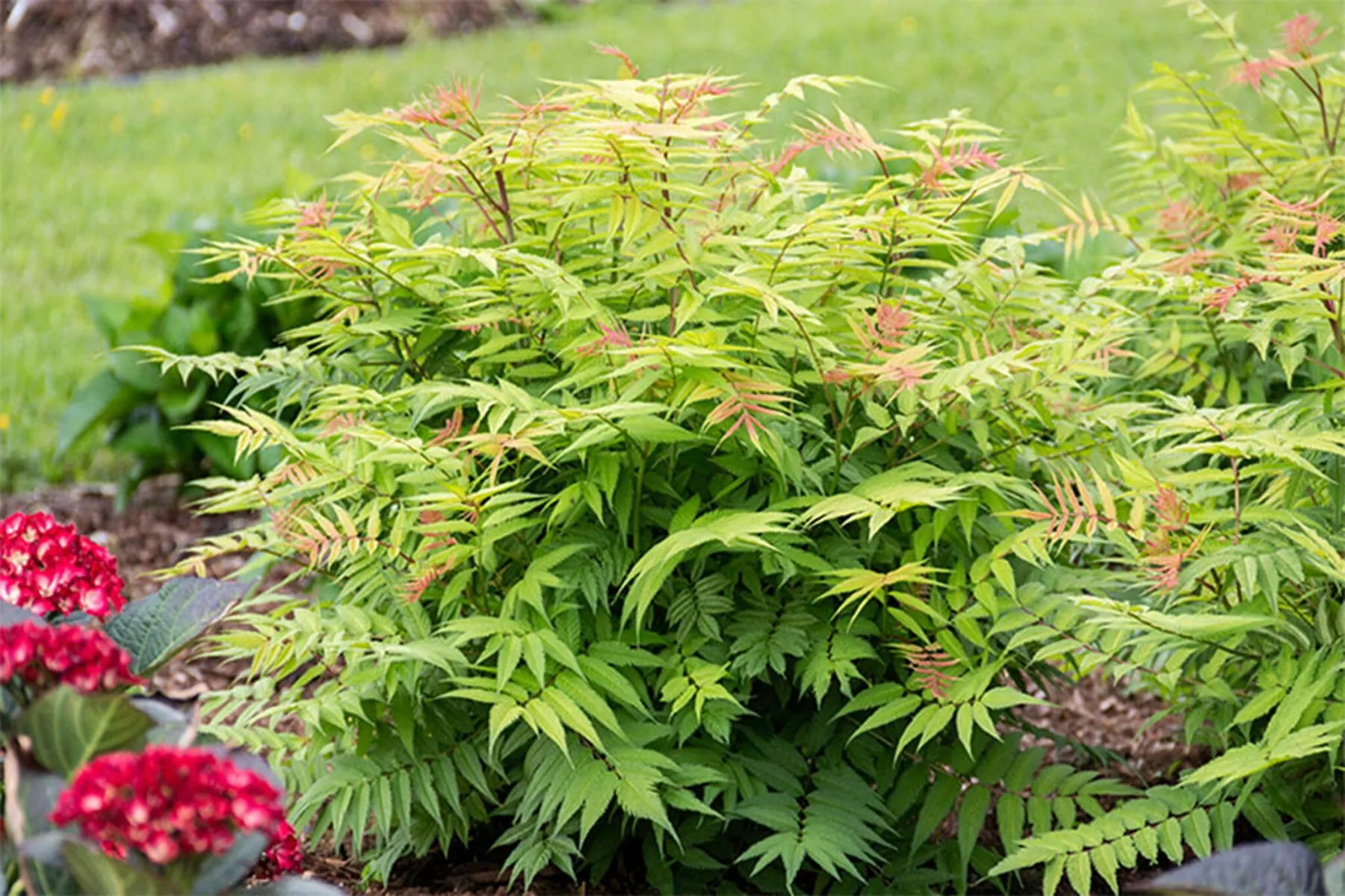 Spirea:   'False Cherry on Top' 2 Gal (Au)